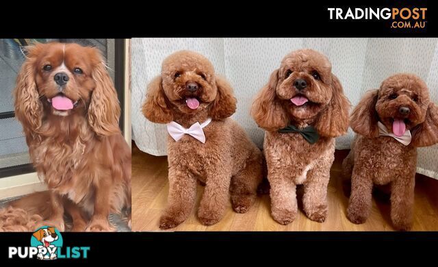 *Cavalier, Toy poodle and cavoodle stud dogs