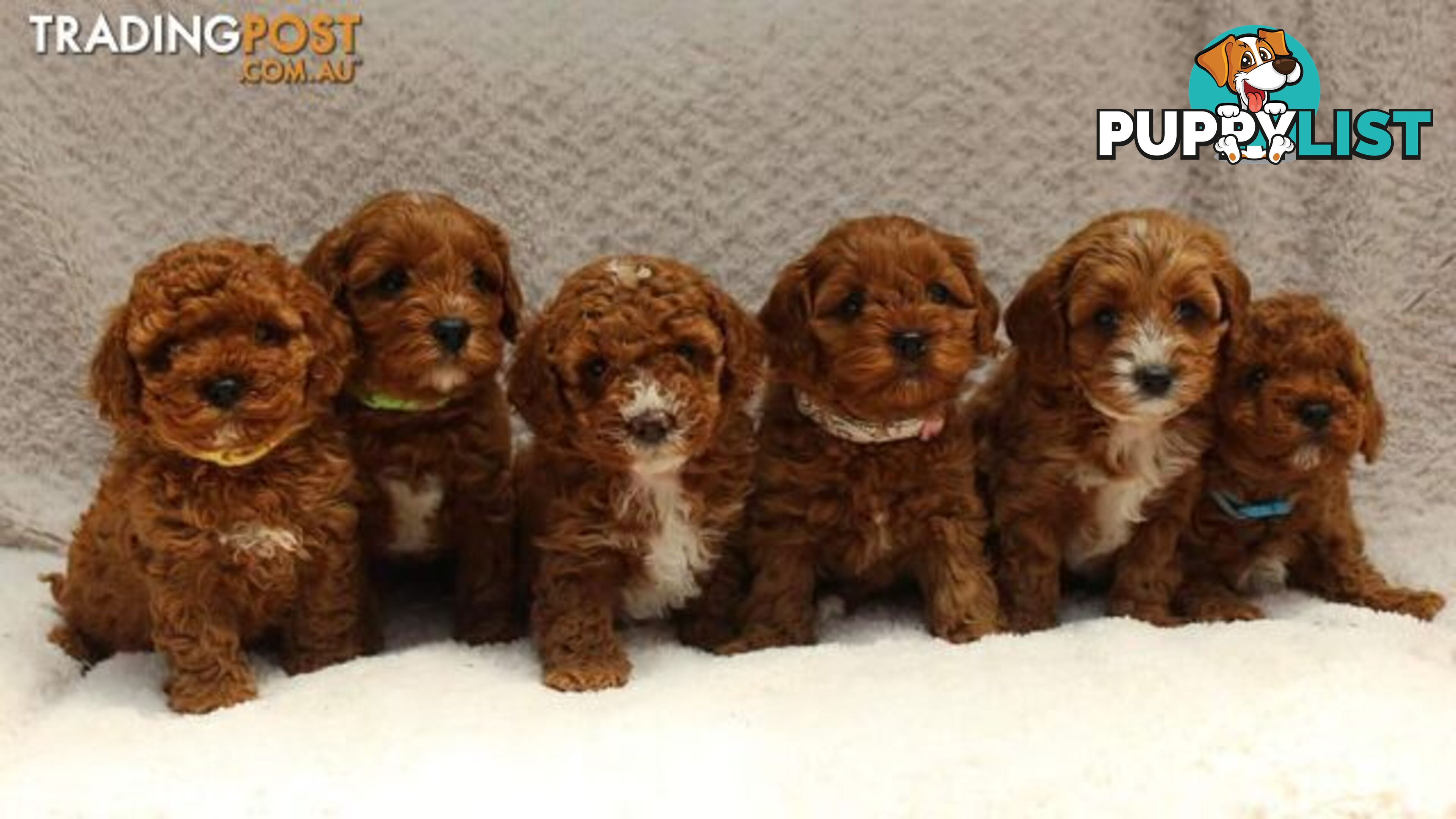 *Cavalier, Toy poodle and cavoodle stud dogs