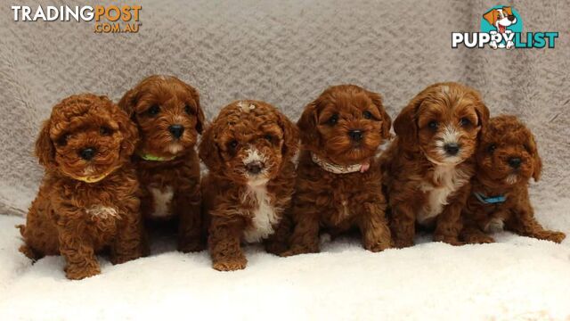 *Cavalier, Toy poodle and cavoodle stud dogs