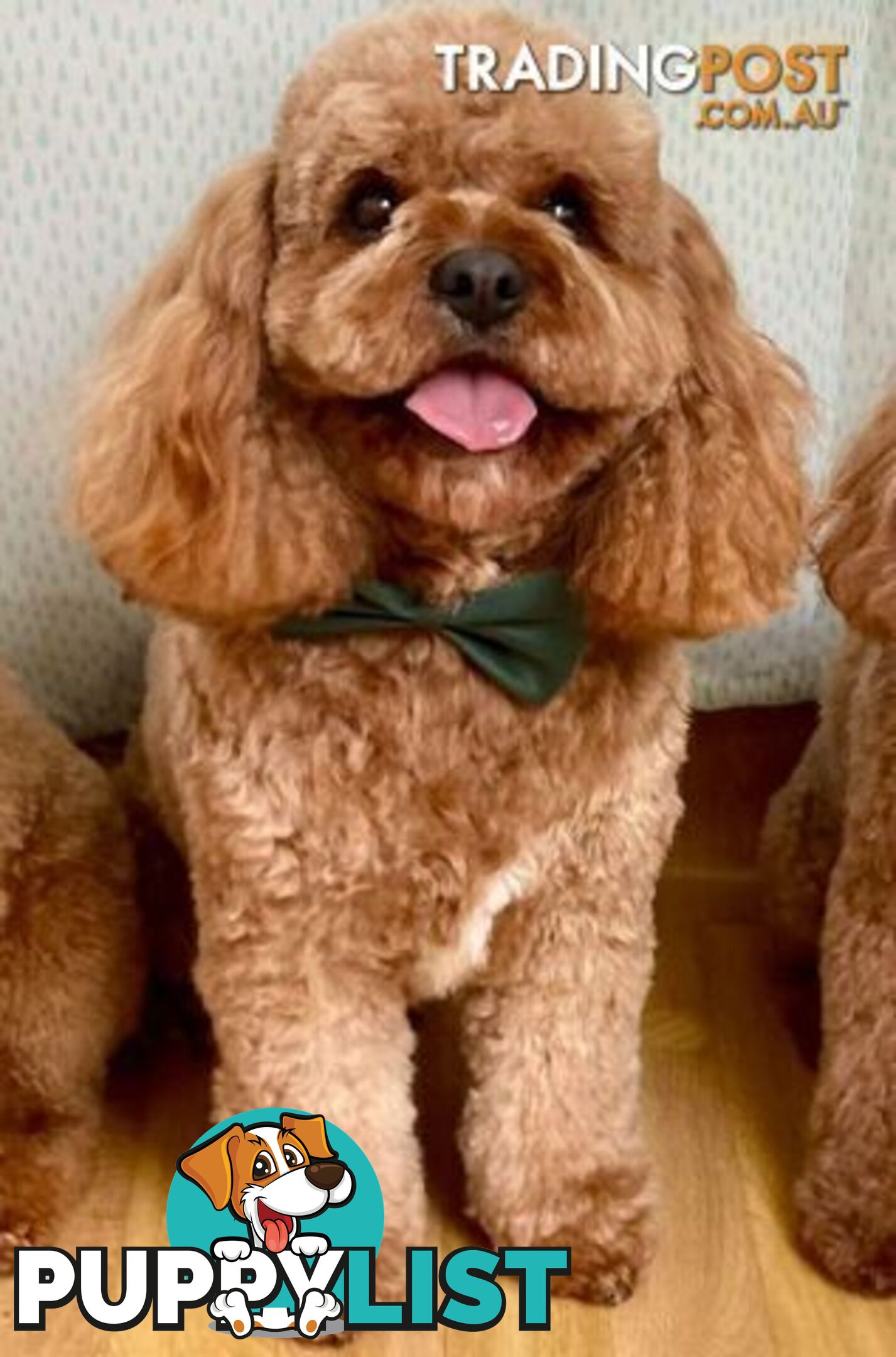 *Cavalier, Toy poodle and cavoodle stud dogs