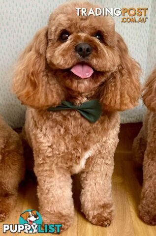 *Cavalier, Toy poodle and cavoodle stud dogs