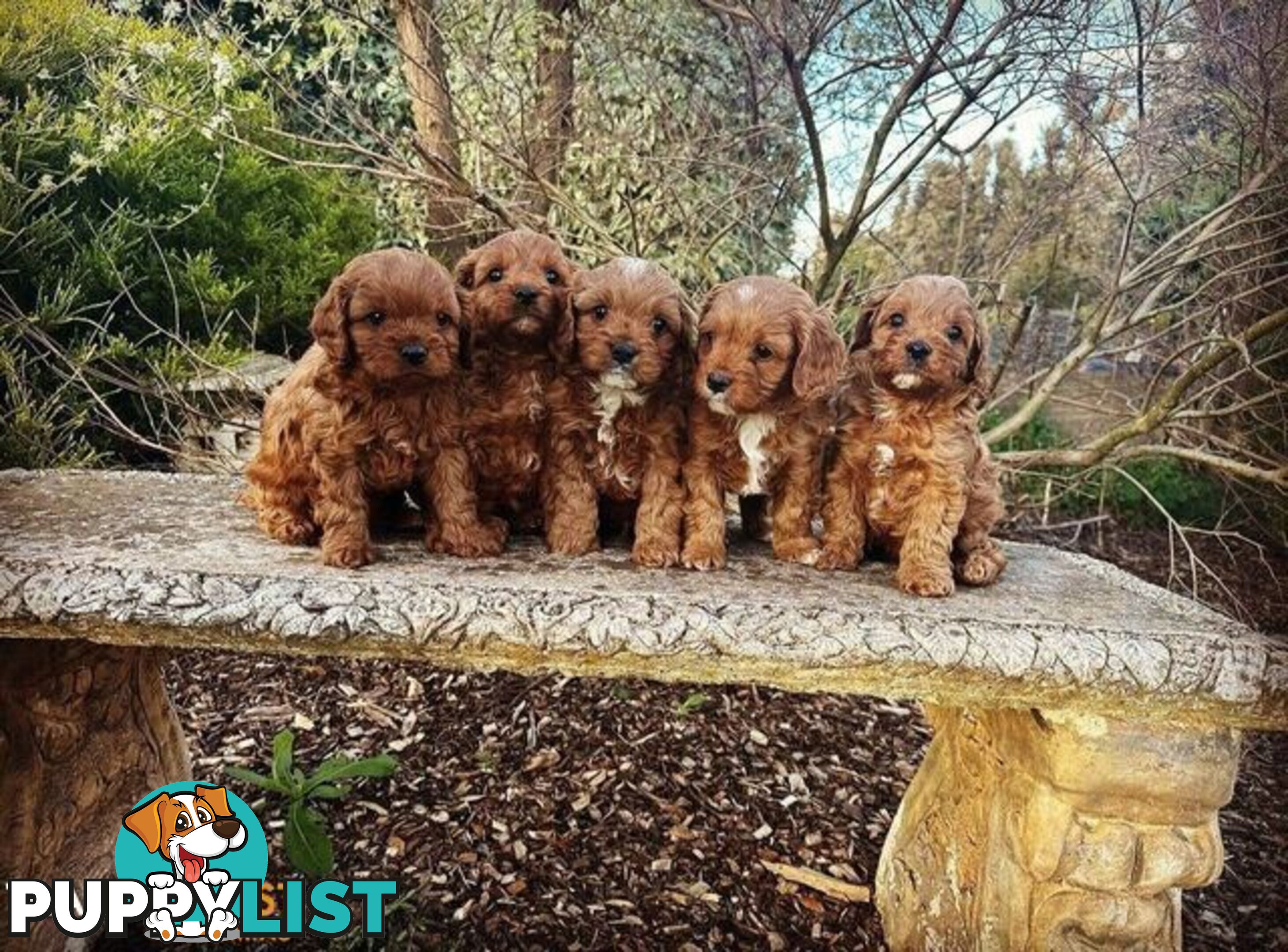 *Cavalier, Toy poodle and cavoodle stud dogs