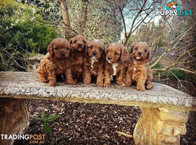 *Cavalier, Toy poodle and cavoodle stud dogs