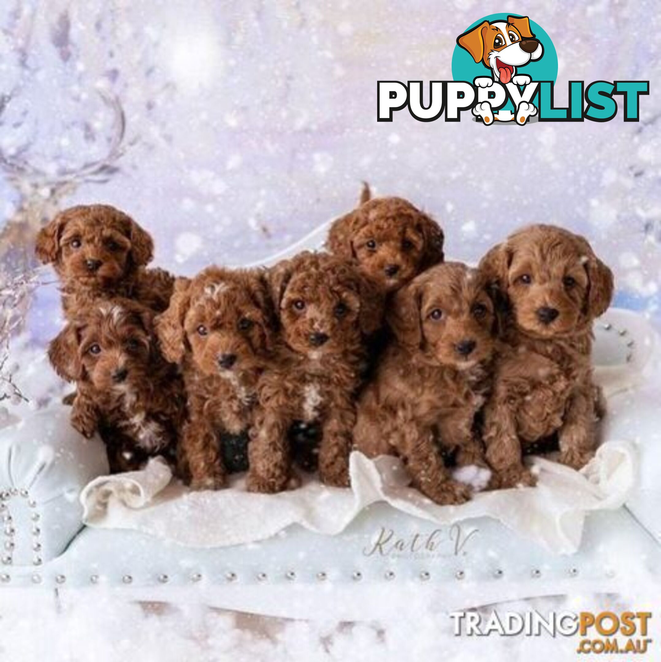 *Cavalier, Toy poodle and cavoodle stud dogs