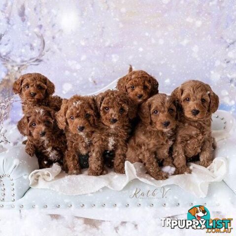 *Cavalier, Toy poodle and cavoodle stud dogs