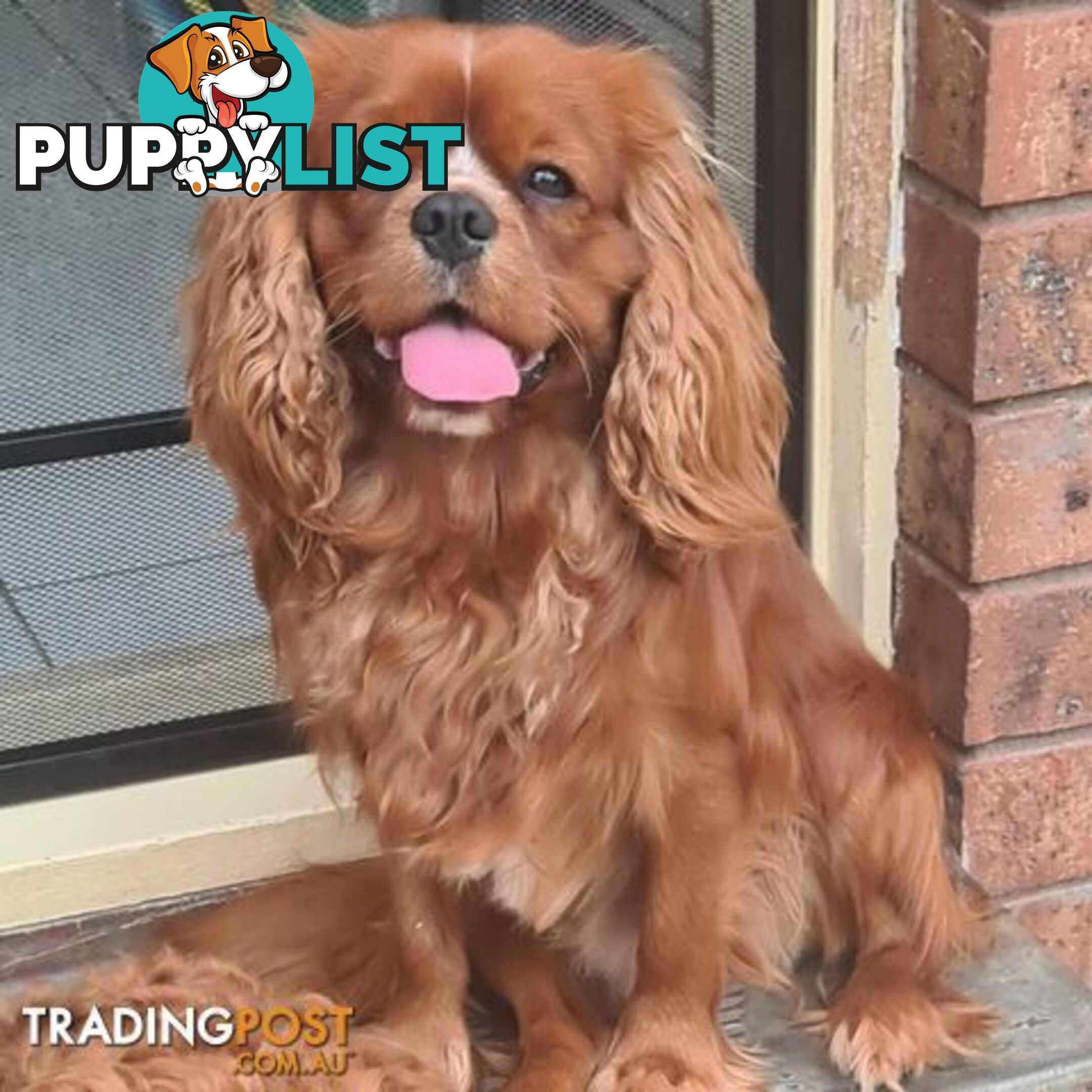 *Cavalier, Toy poodle and cavoodle stud dogs