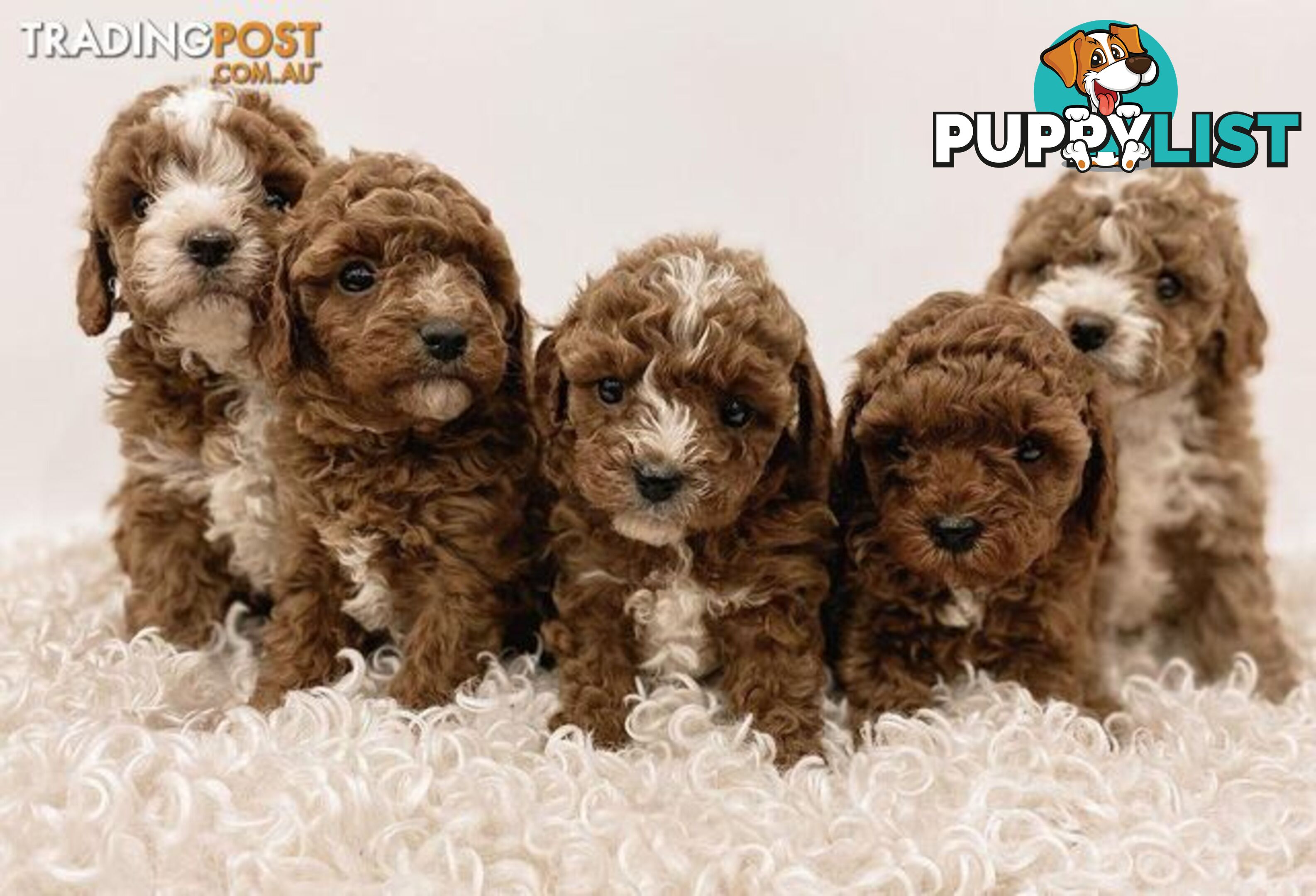 *Cavalier, Toy poodle and cavoodle stud dogs