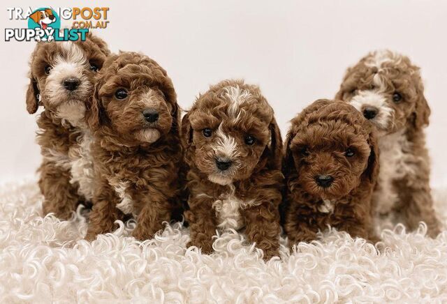 *Cavalier, Toy poodle and cavoodle stud dogs