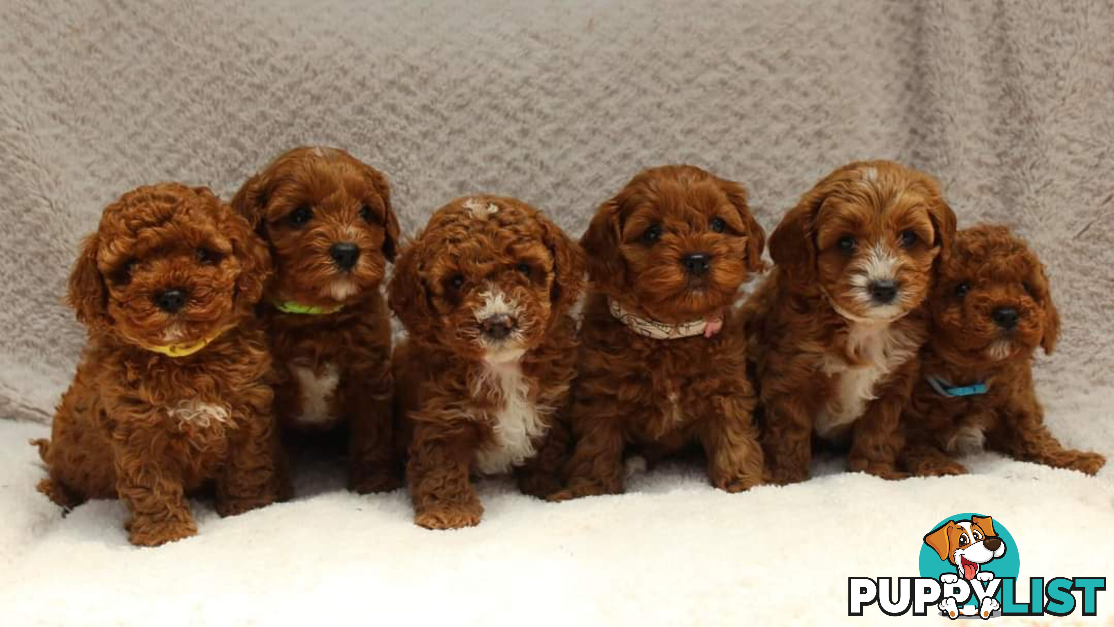 *Cavalier, Toy poodle and cavoodle stud dogs