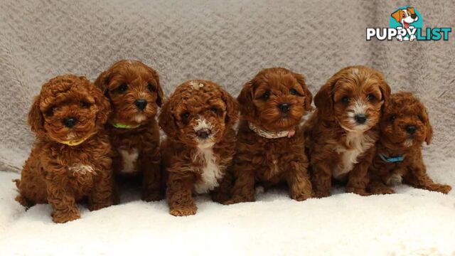 *Cavalier, Toy poodle and cavoodle stud dogs