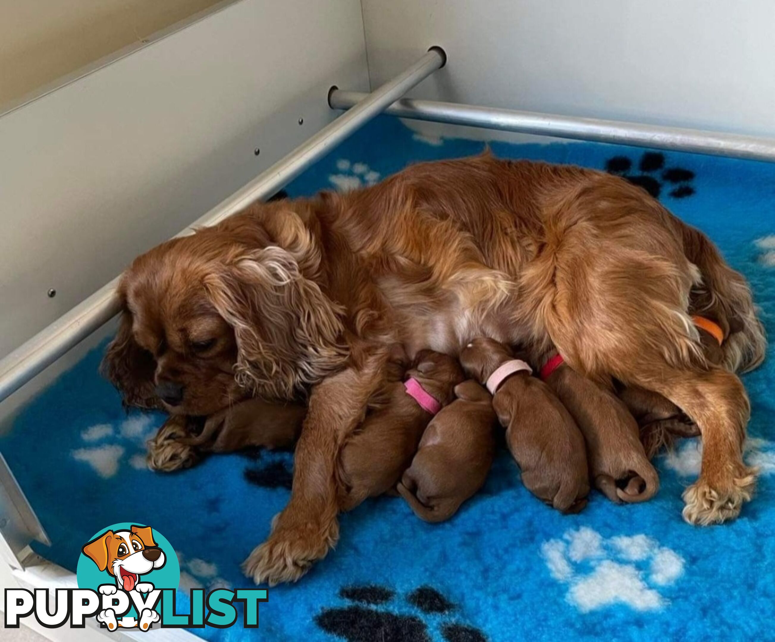 *Cavalier, Toy poodle and cavoodle stud dogs