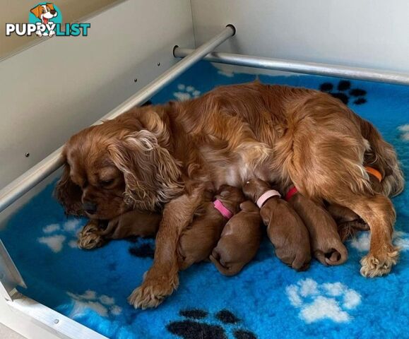 *Cavalier, Toy poodle and cavoodle stud dogs