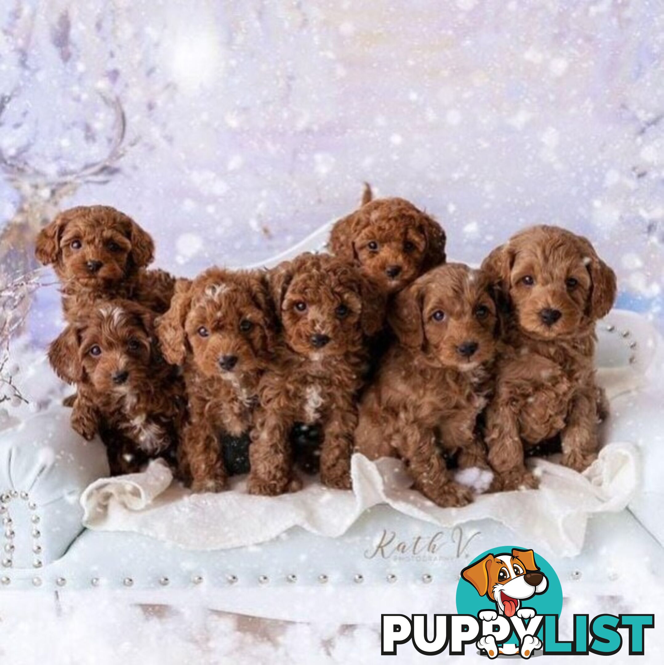 *Cavalier, Toy poodle and cavoodle stud dogs