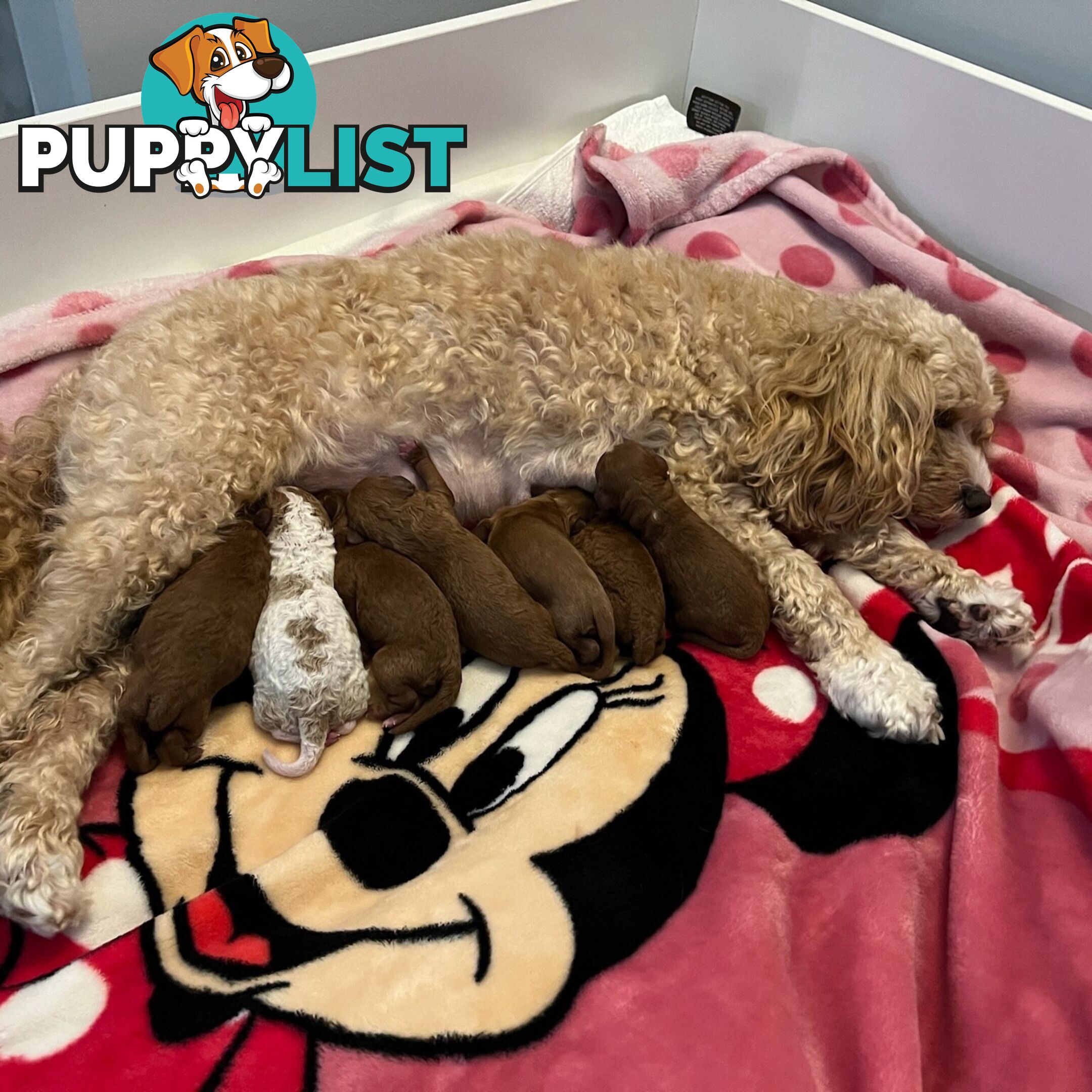 *Cavalier, Toy poodle and cavoodle stud dogs