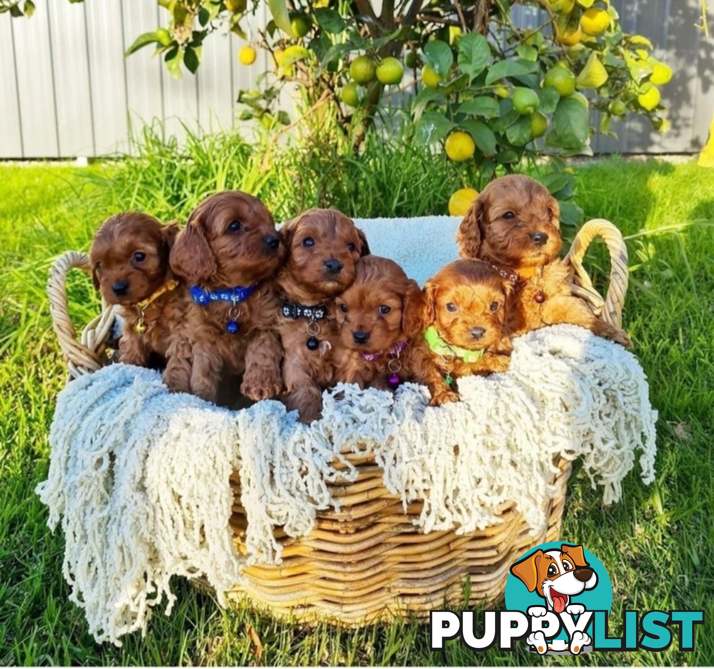 *Cavalier, Toy poodle and cavoodle stud dogs