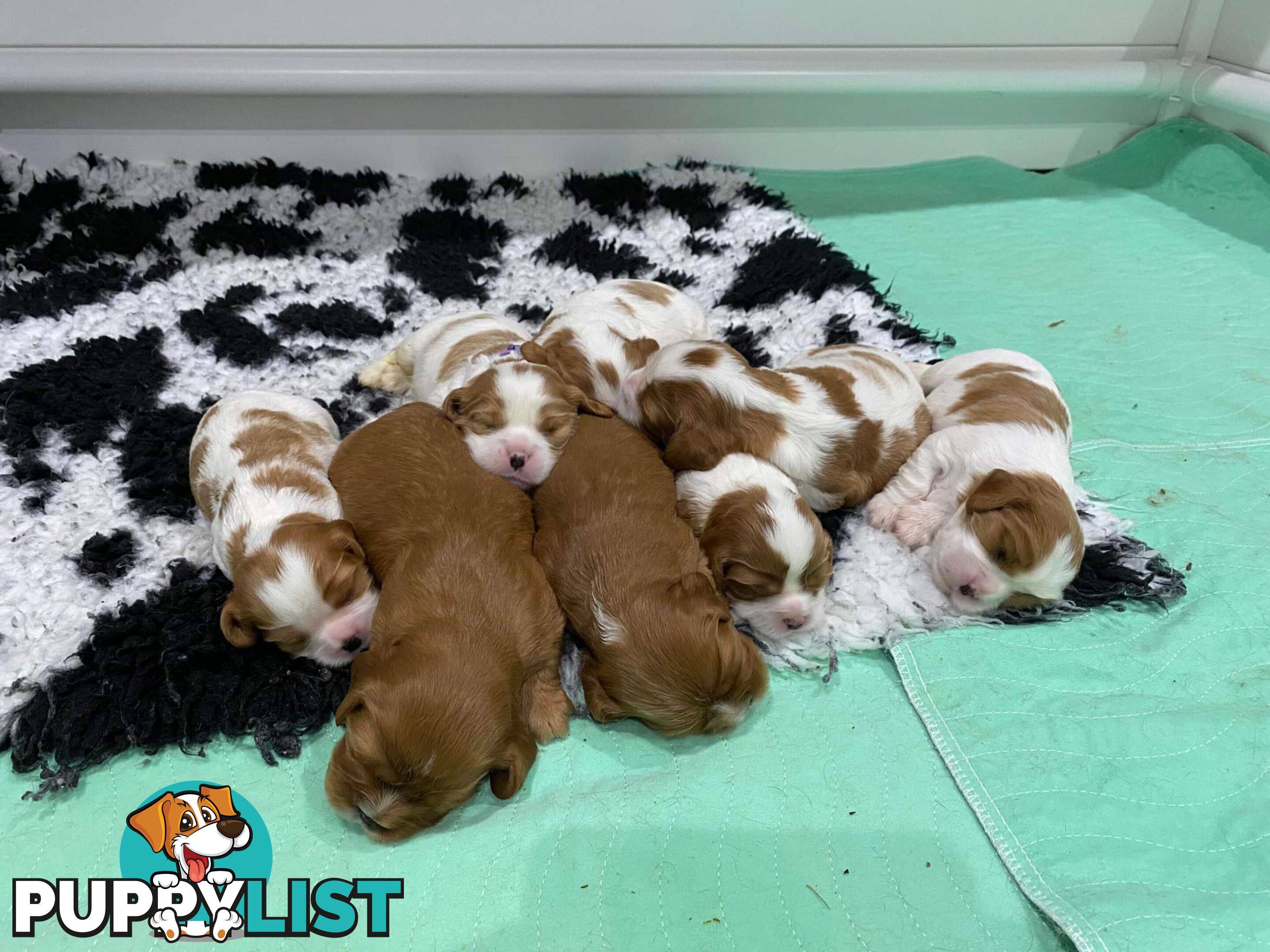 *Cavalier, Toy poodle and cavoodle stud dogs