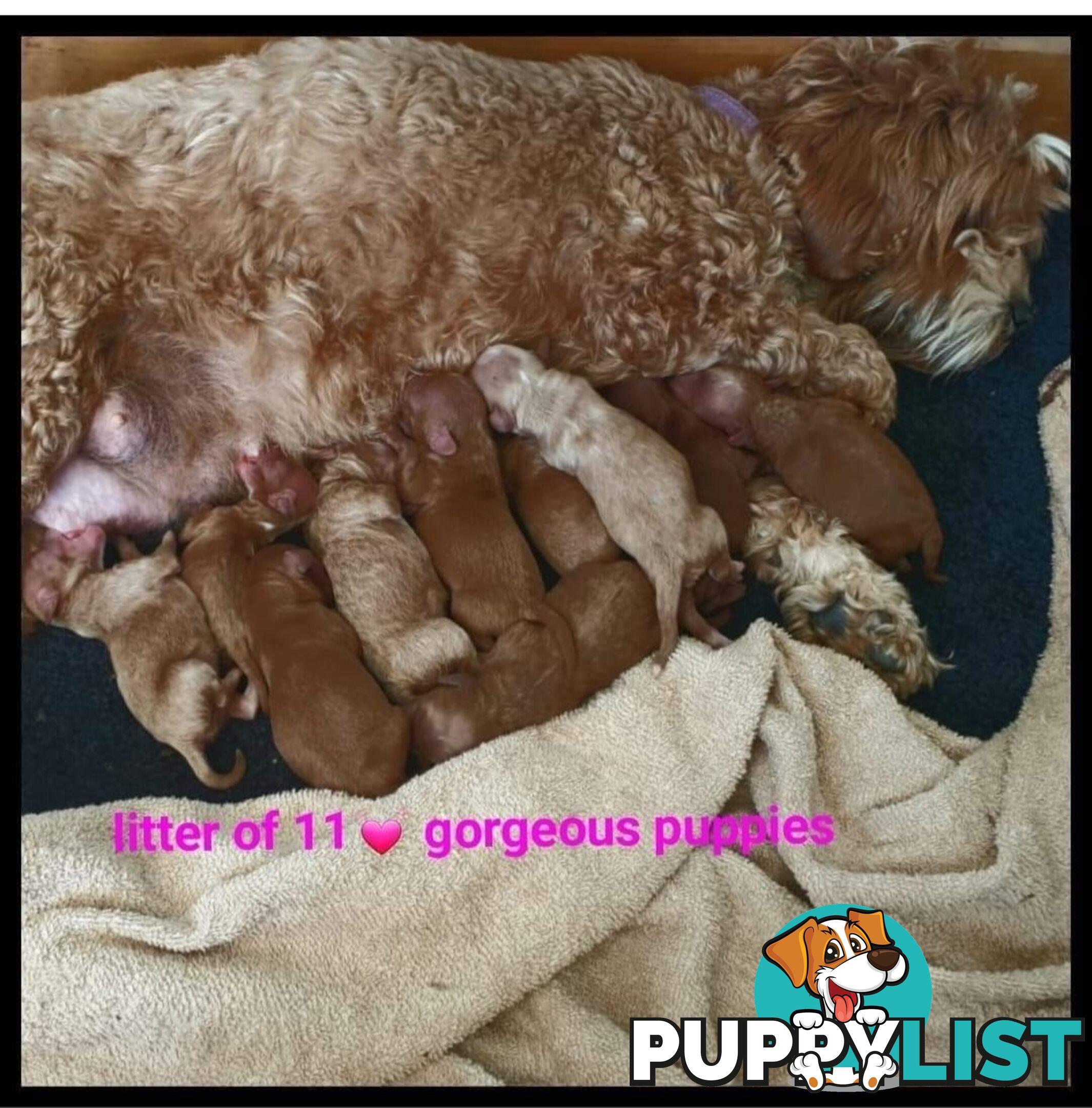 *Cavalier, Toy poodle and cavoodle stud dogs