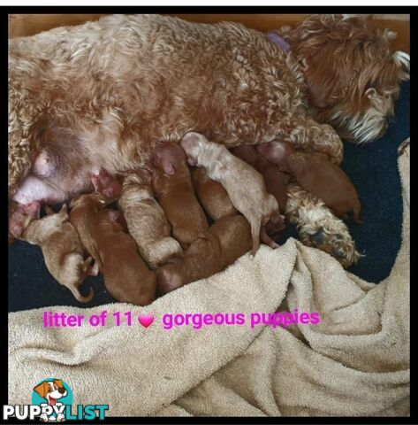 *Cavalier, Toy poodle and cavoodle stud dogs