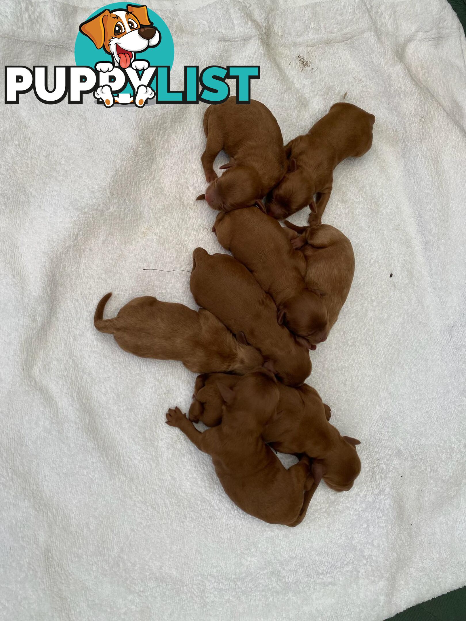 *Cavalier, Toy poodle and cavoodle stud dogs
