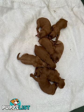 *Cavalier, Toy poodle and cavoodle stud dogs