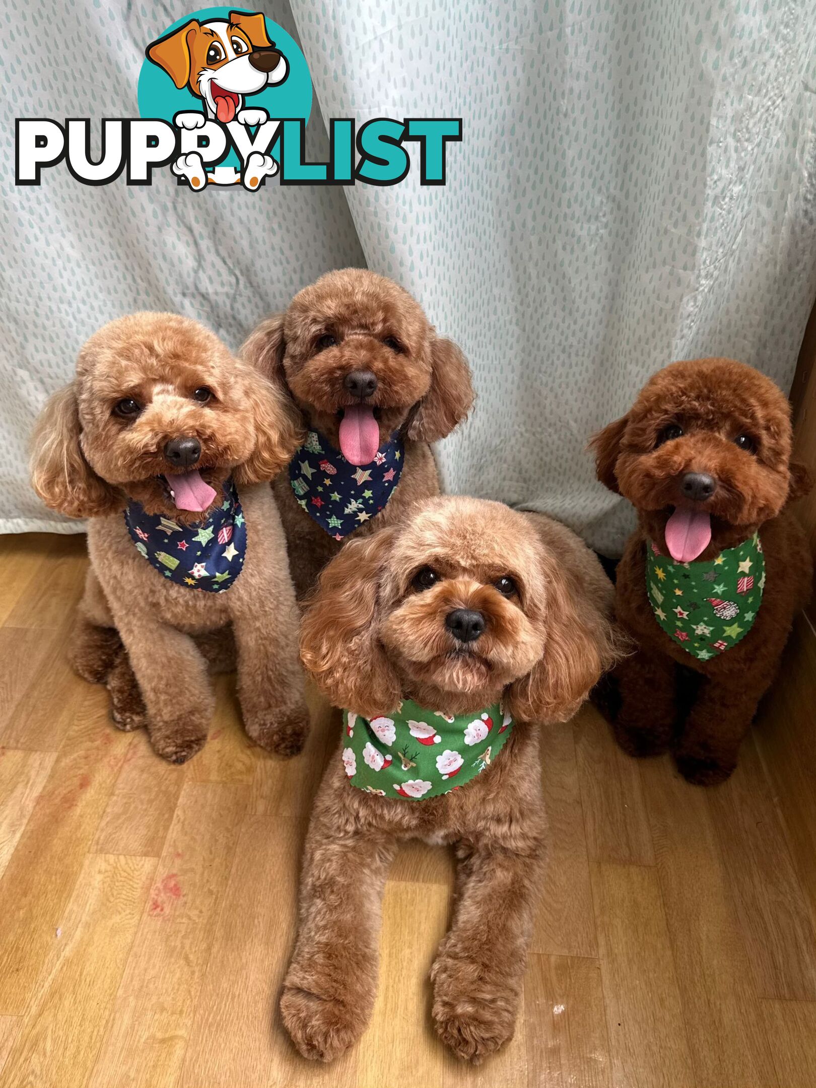*Cavalier, Toy poodle and cavoodle stud dogs
