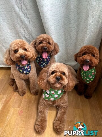 *Cavalier, Toy poodle and cavoodle stud dogs
