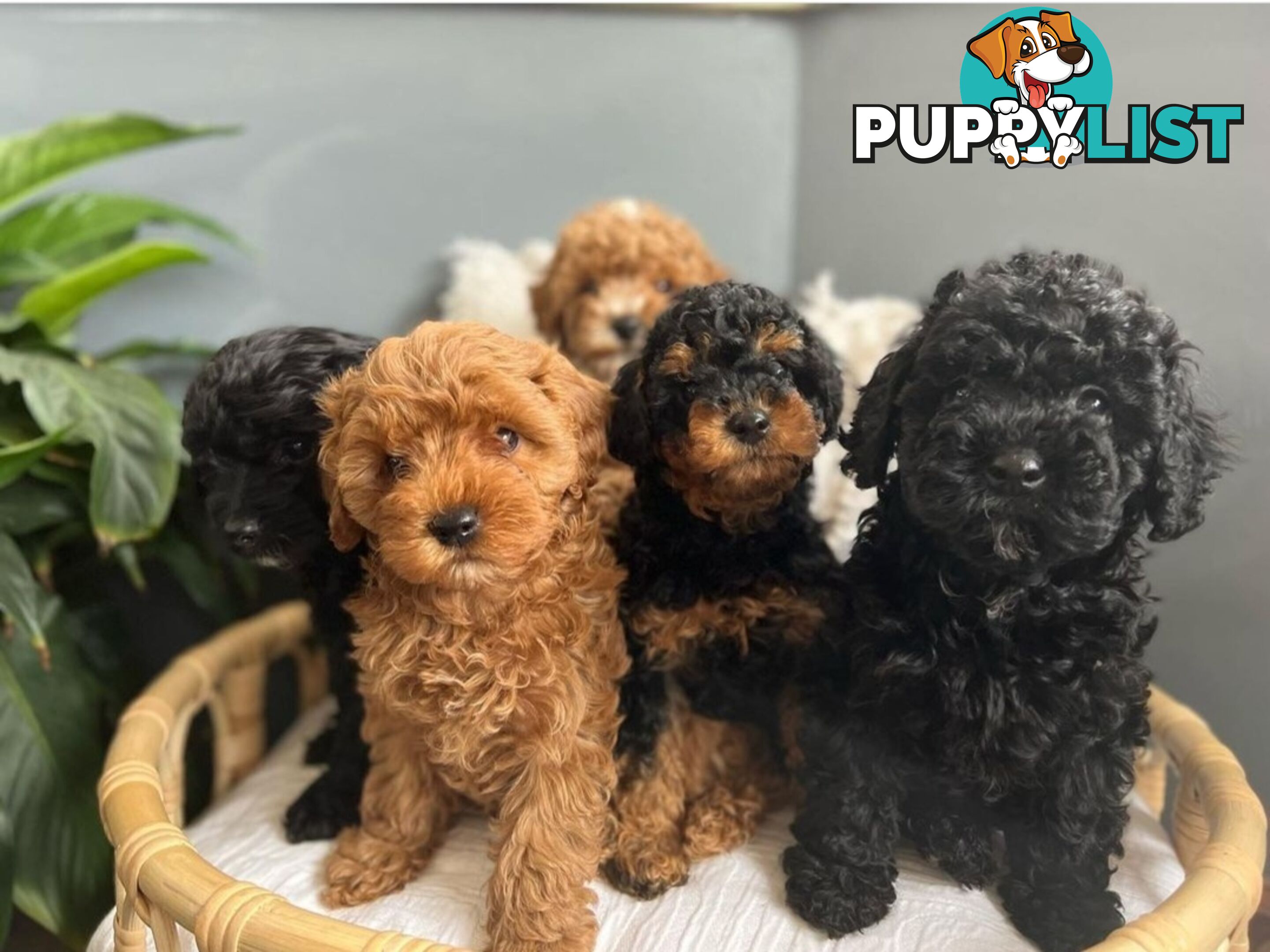 *Cavalier, Toy poodle and cavoodle stud dogs