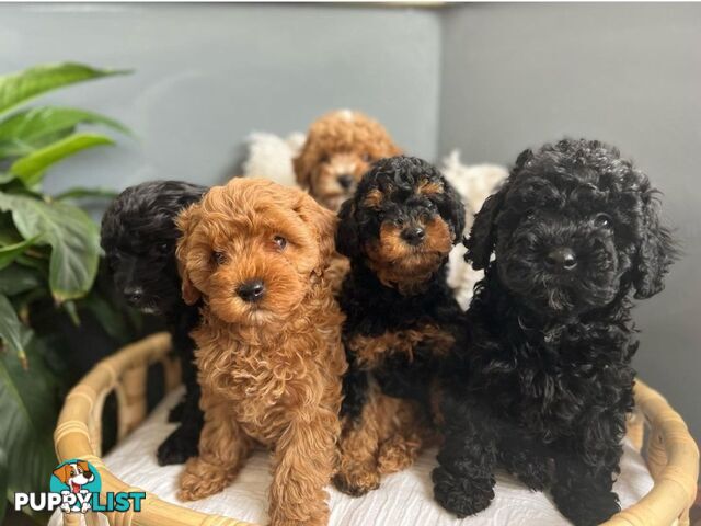 *Cavalier, Toy poodle and cavoodle stud dogs