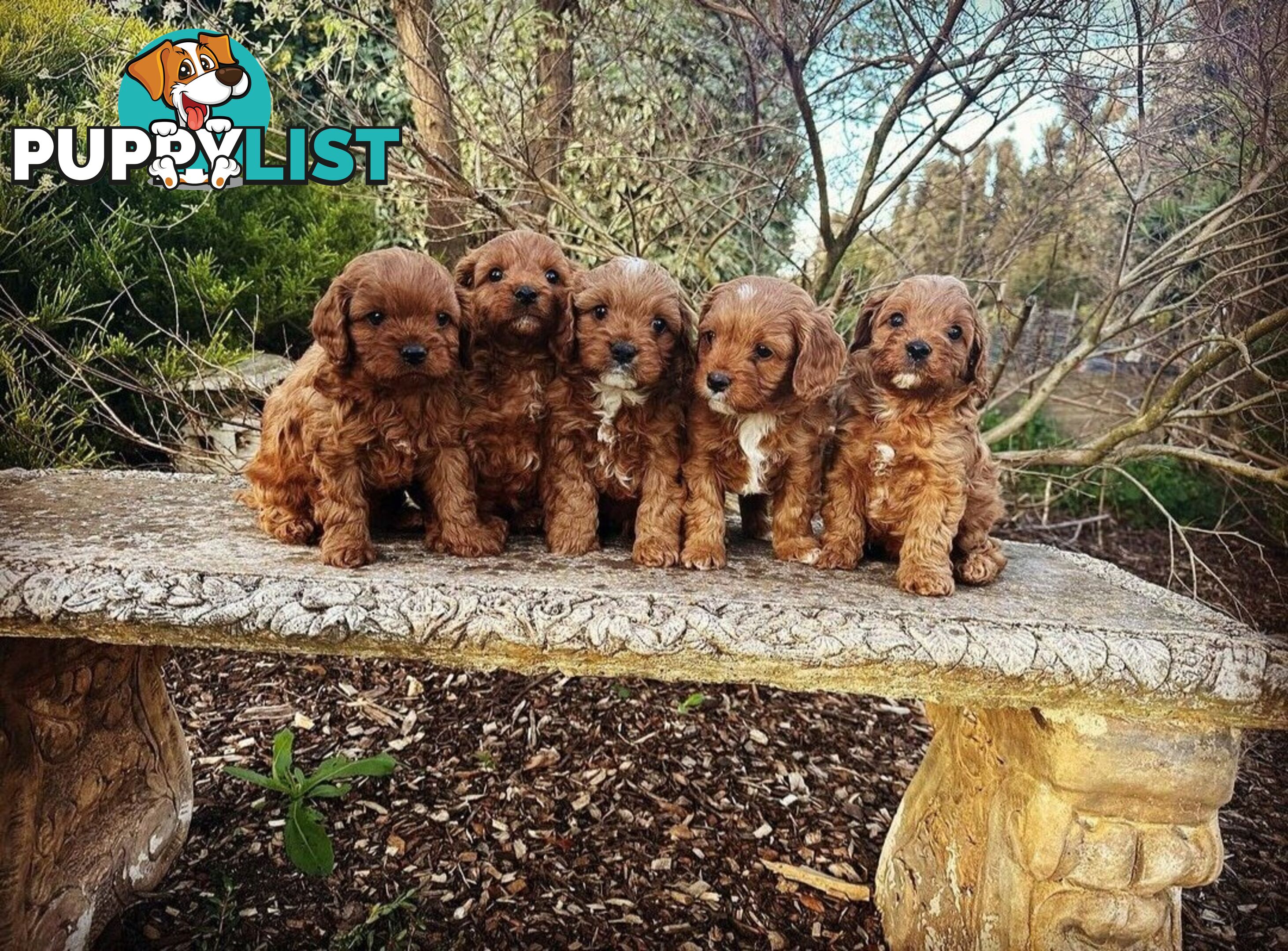 *Cavalier, Toy poodle and cavoodle stud dogs