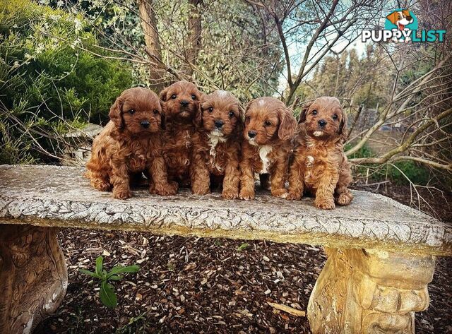 *Cavalier, Toy poodle and cavoodle stud dogs