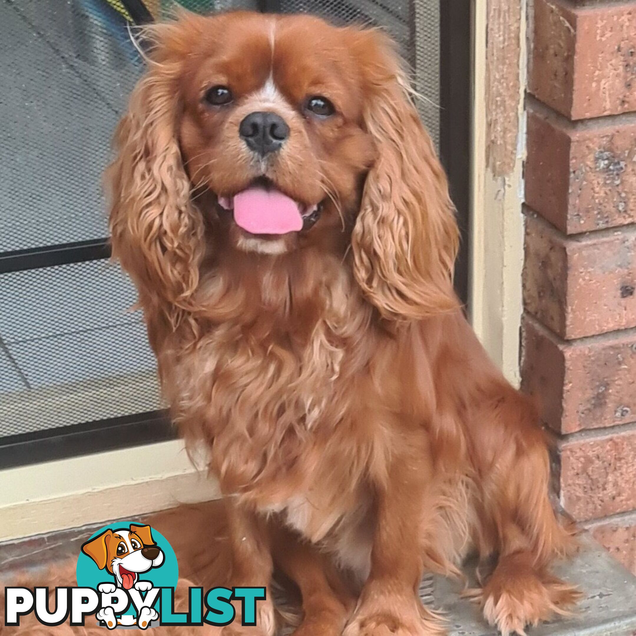 *Cavalier, Toy poodle and cavoodle stud dogs
