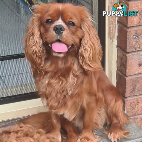 *Cavalier, Toy poodle and cavoodle stud dogs