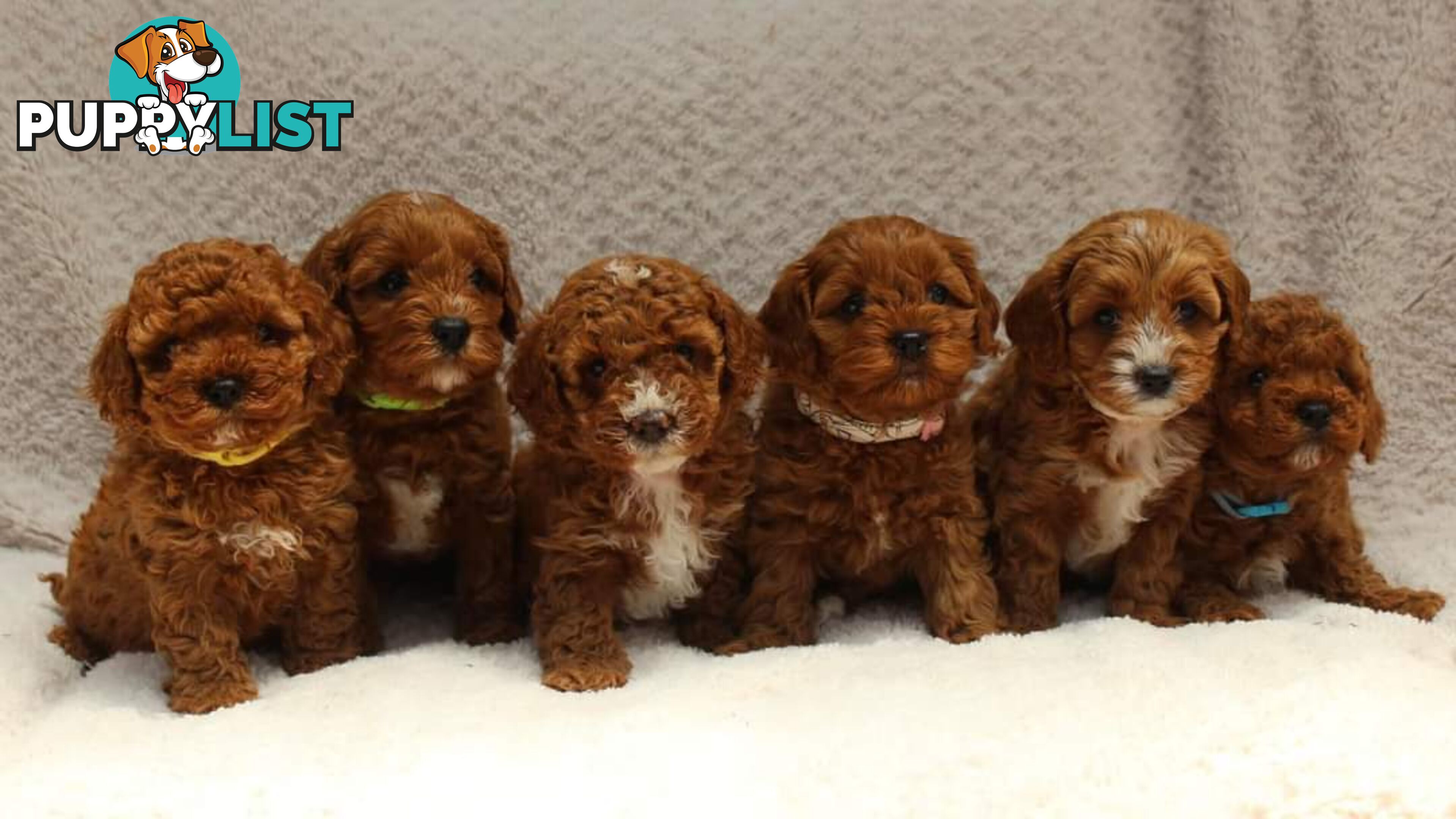 *Toy poodle Cavoodle and Cavalier stud dog