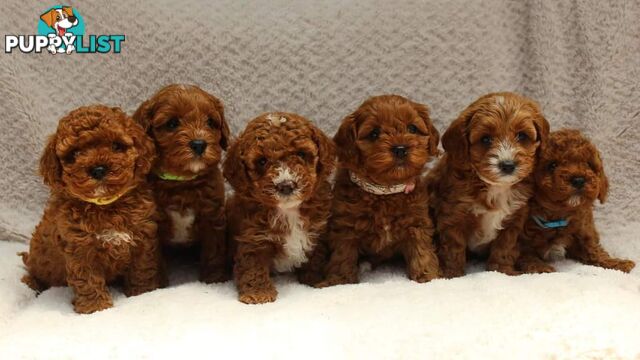 *Toy poodle Cavoodle and Cavalier stud dog