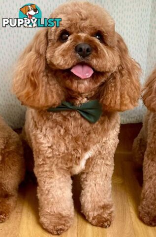 *Toy poodle Cavoodle and Cavalier stud dog