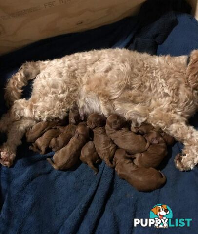 *Toy poodle Cavoodle and Cavalier stud dog