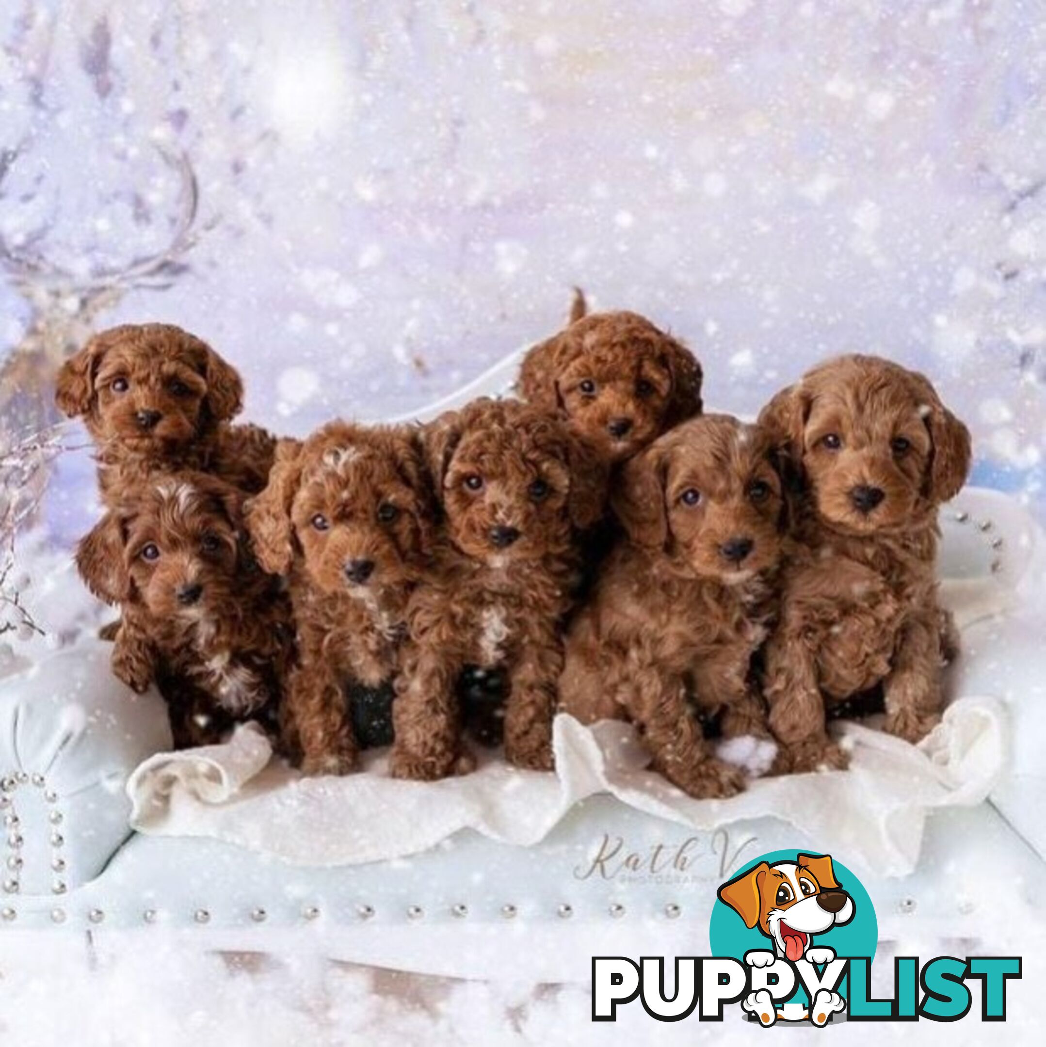 *Toy poodle Cavoodle and Cavalier stud dog