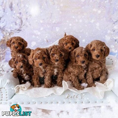 *Toy poodle Cavoodle and Cavalier stud dog