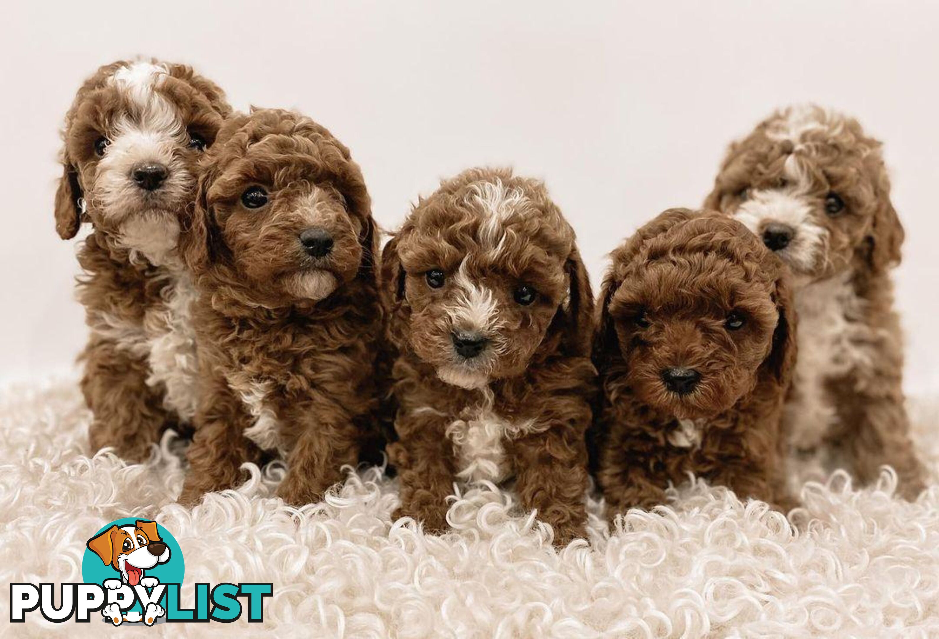 *Toy poodle Cavoodle and Cavalier stud dog