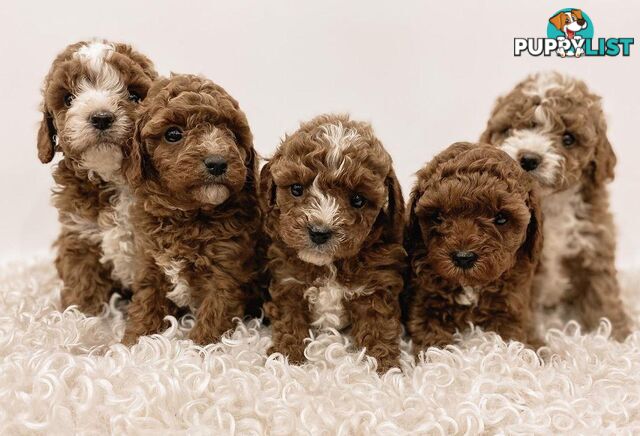 *Toy poodle Cavoodle and Cavalier stud dog