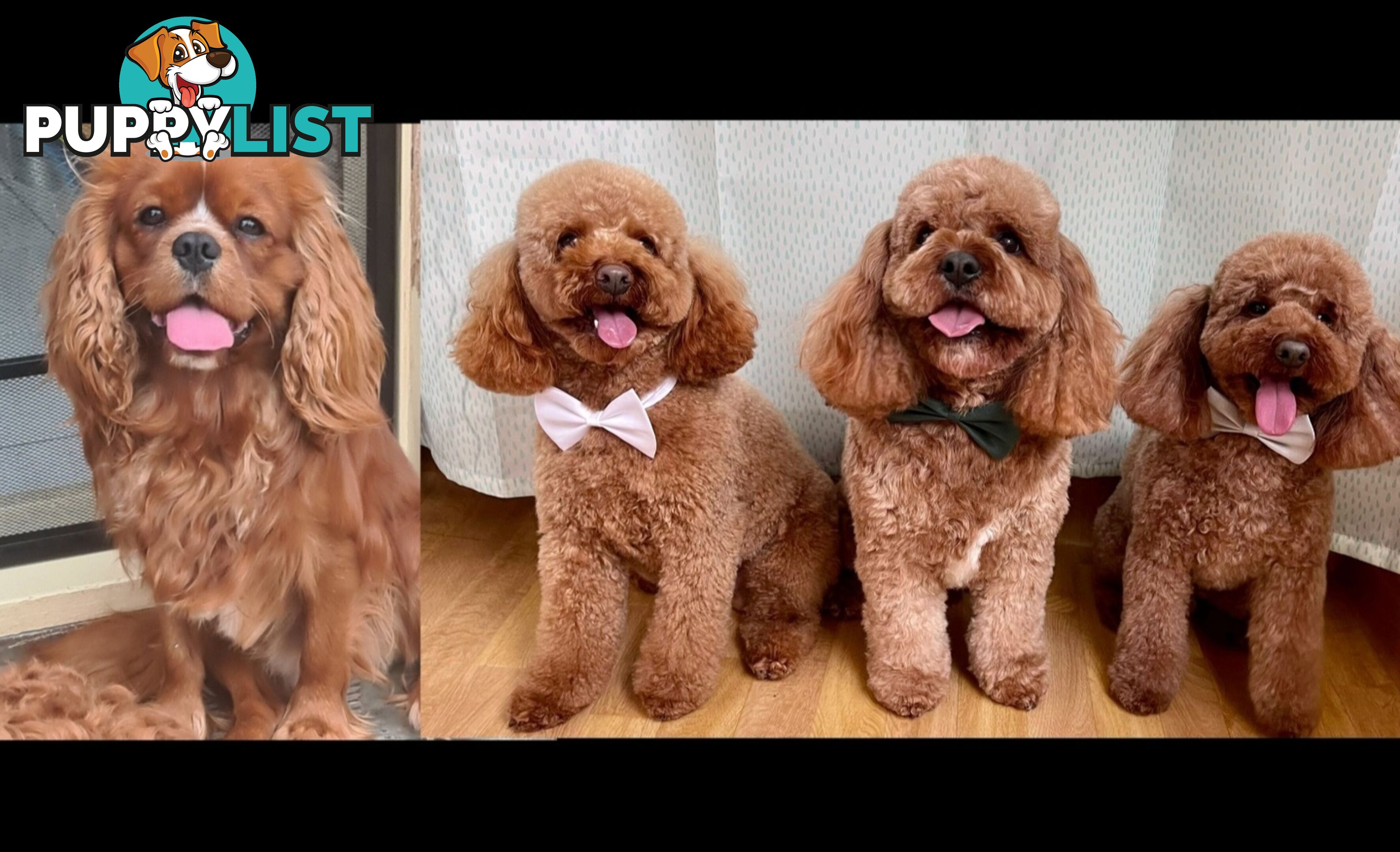 *Toy poodle Cavoodle and Cavalier stud dog