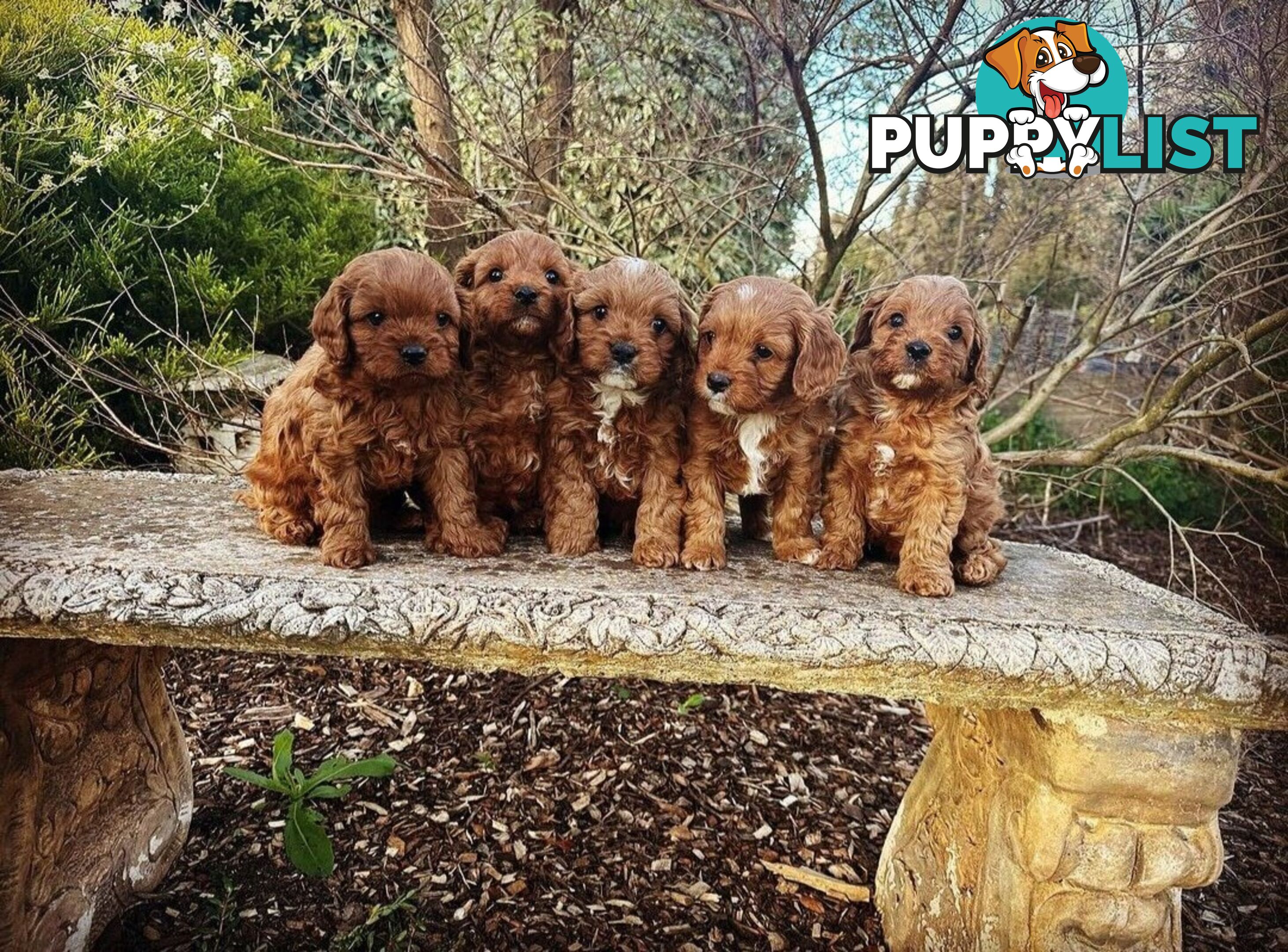 *Toy poodle Cavoodle and Cavalier stud dog