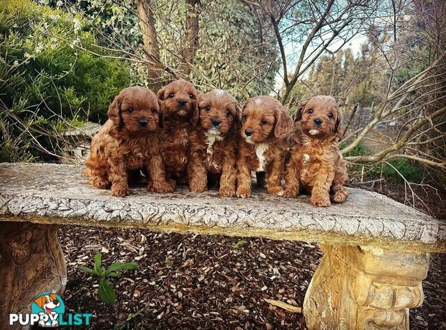 *Toy poodle Cavoodle and Cavalier stud dog