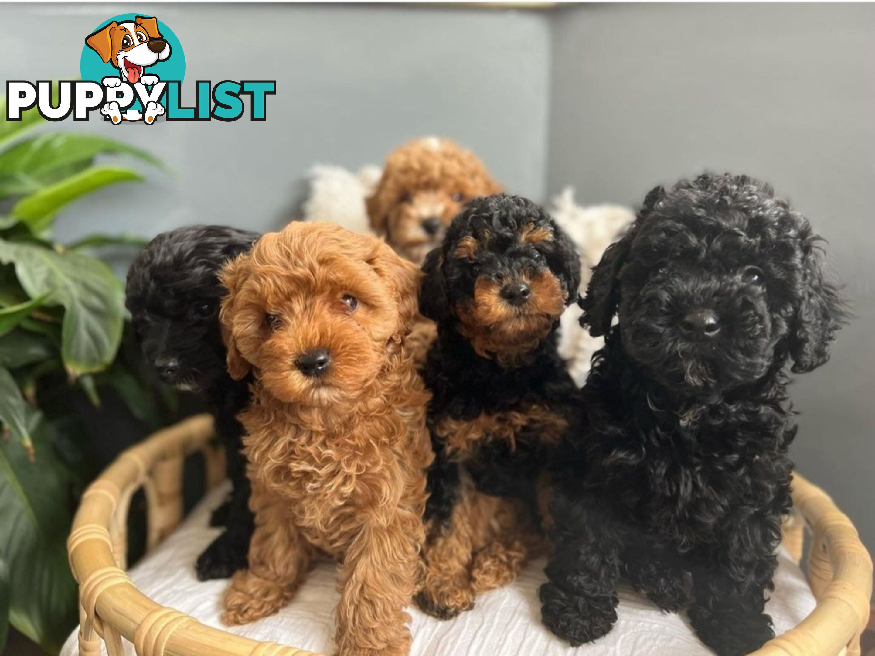 *Toy poodle Cavoodle and Cavalier stud dog