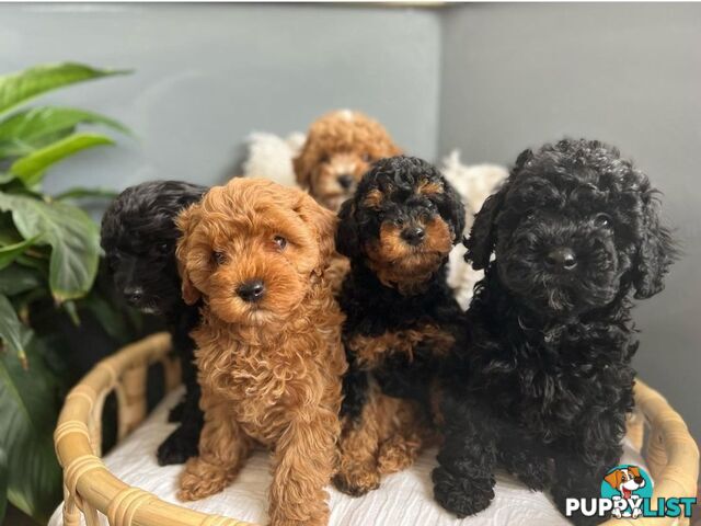 *Toy poodle Cavoodle and Cavalier stud dog