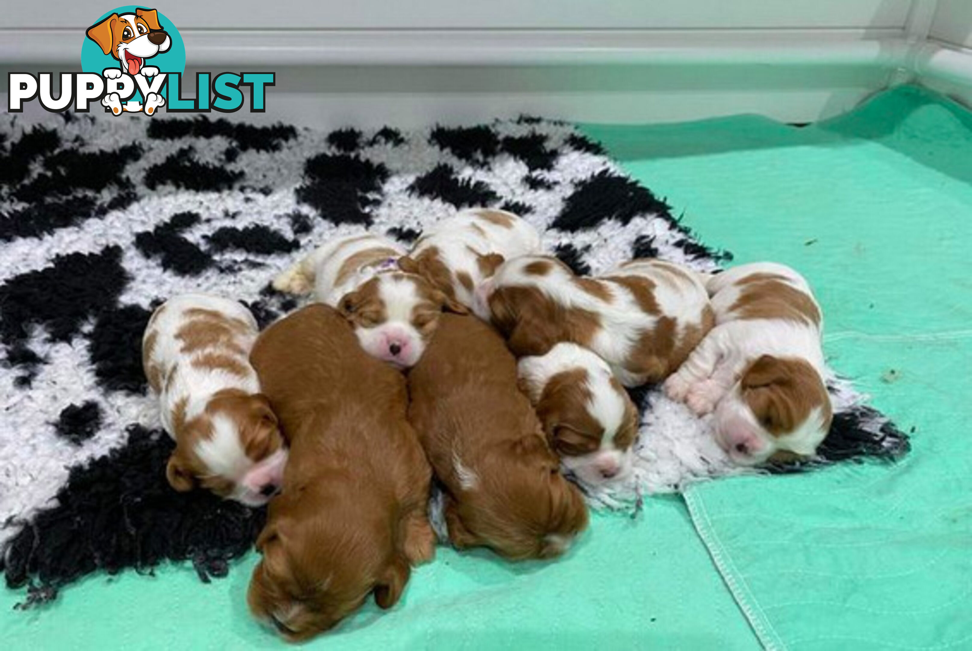 *Cavalier, Toy poodle and cavoodle stud dogs
