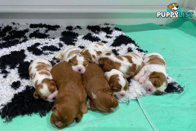*Cavalier, Toy poodle and cavoodle stud dogs