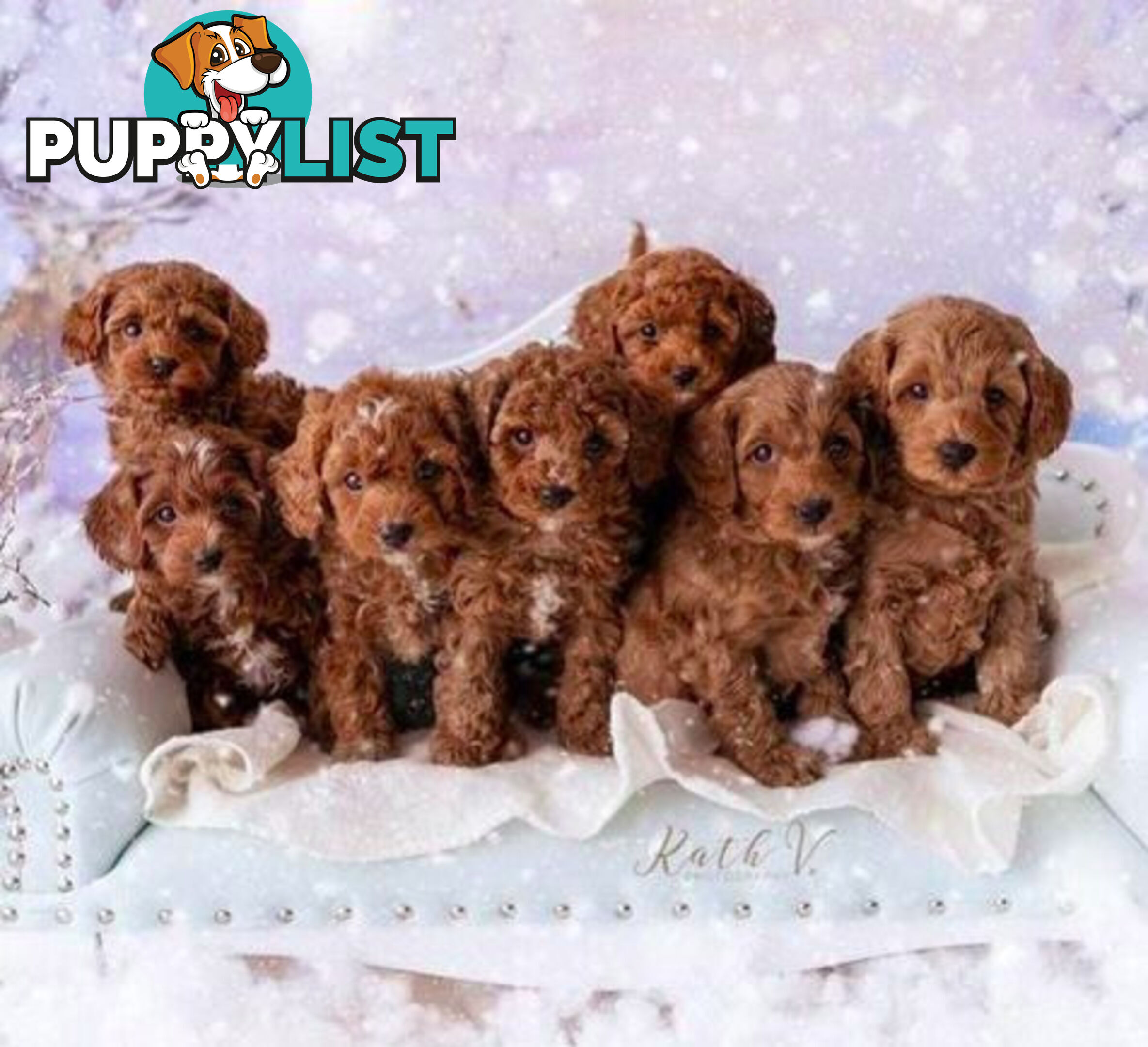 *Cavalier, Toy poodle and cavoodle stud dogs