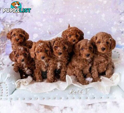 *Cavalier, Toy poodle and cavoodle stud dogs
