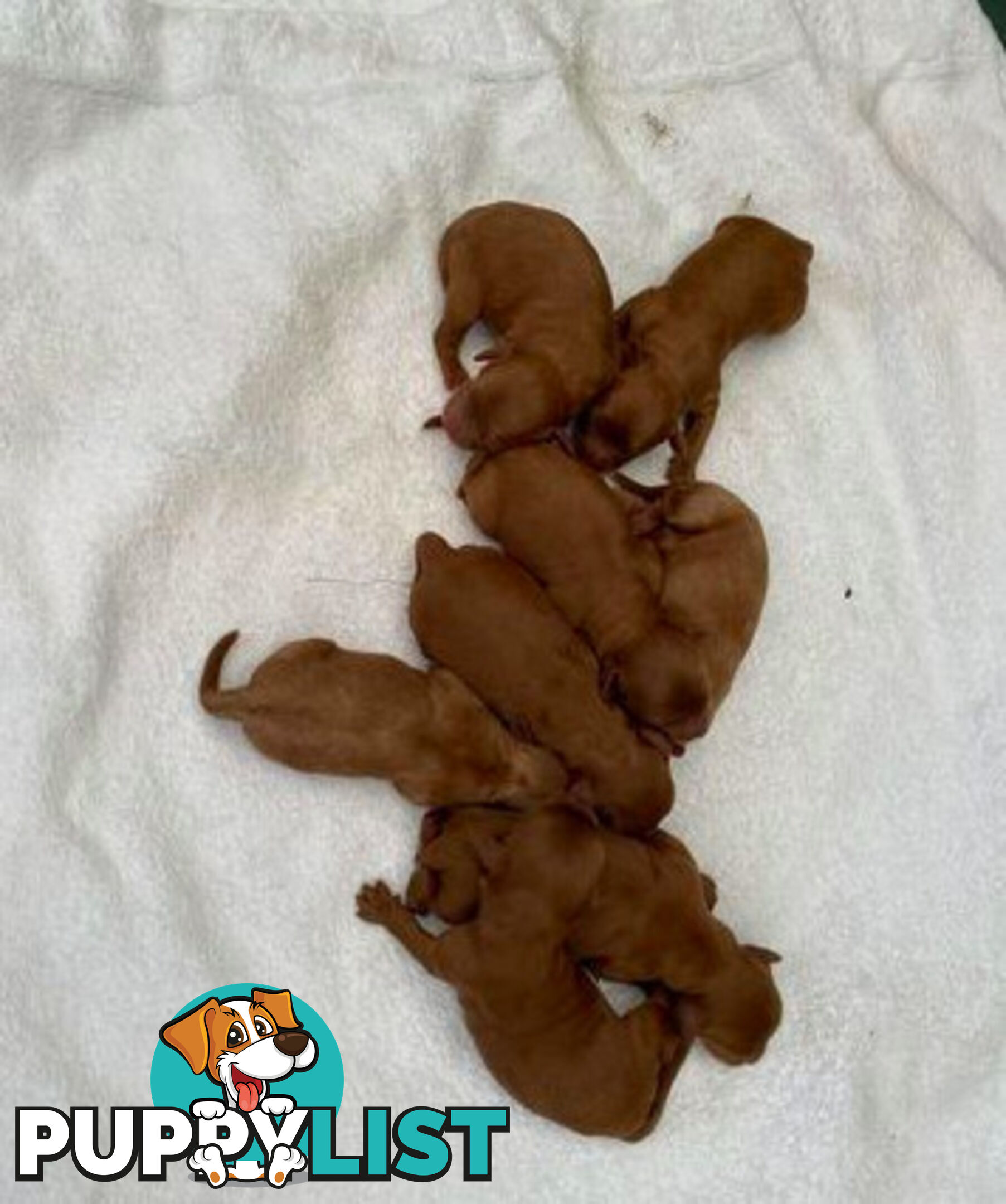 *Cavalier, Toy poodle and cavoodle stud dogs